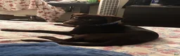 Labrador Retriever dogs for sale: Hazel - Ad 5