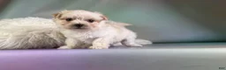 Morkie dogs for sale: Tessa  - Ad 4