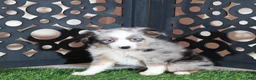 Miniature Australian Shepherd dogs for sale: Comet Blue Eyed Merle Mini Australian Shepherd Puppy - Ad 5