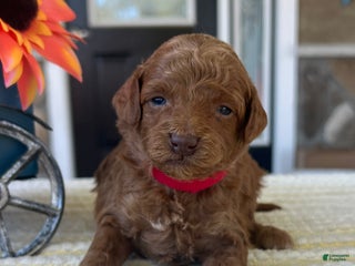 Mini Goldendoodle dogs - Ad 9