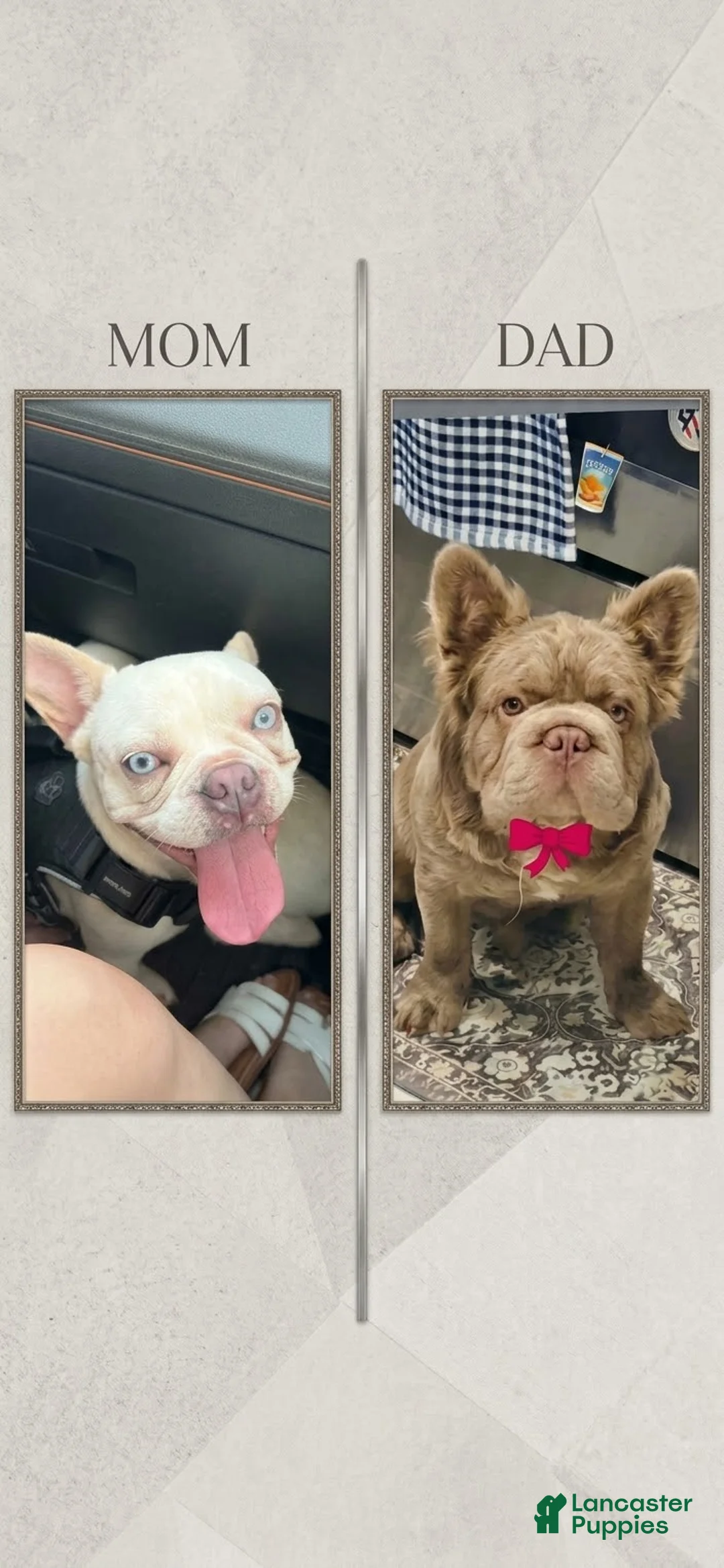 French Bulldog dogs for sale: Lala  - Ad 2