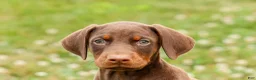 Doberman Pinscher dogs for sale: DUKE - Ad 10