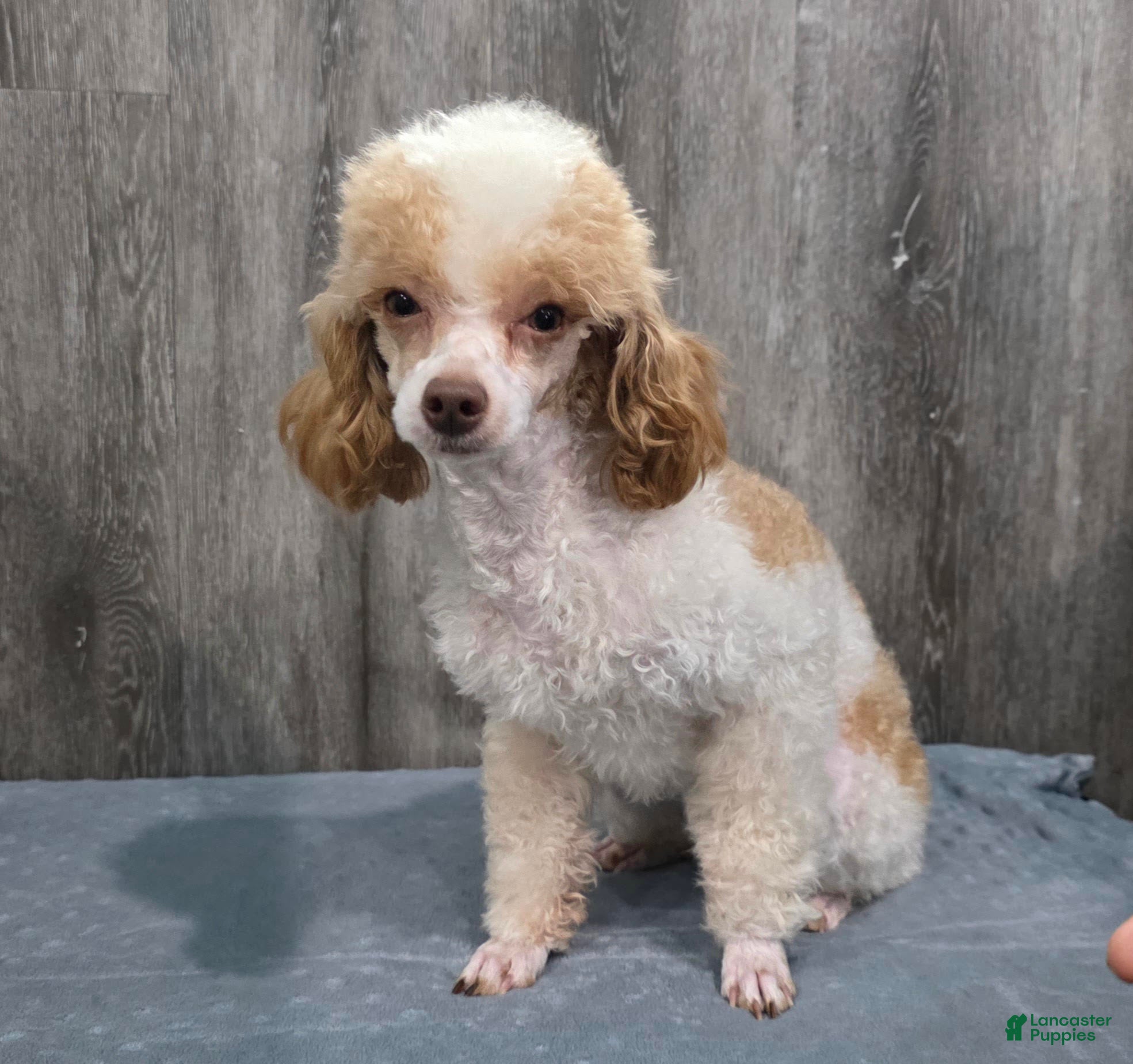Standard Poodle dogs Elvis - Ad 2