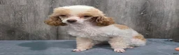 Standard Poodle dogs for sale: Elvis - Ad 2