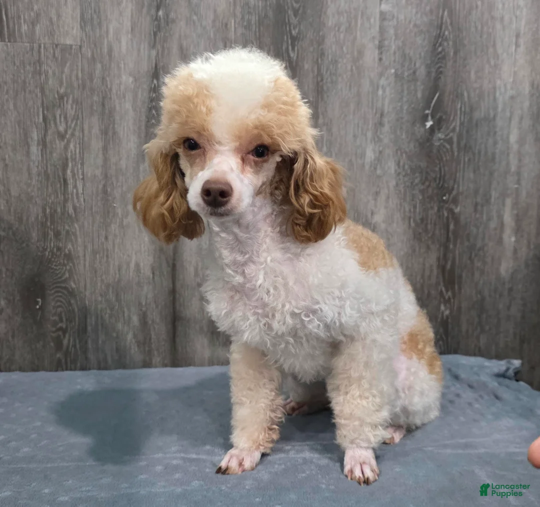 Standard Poodle dogs for sale: Elvis - Ad 2
