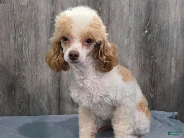Standard Poodle dogs Elvis - Ad 2