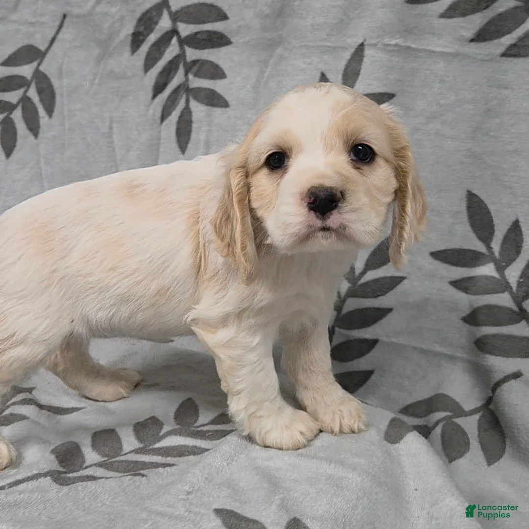 Cocker Spaniel dogs for sale: White Rabbit - Ad 2