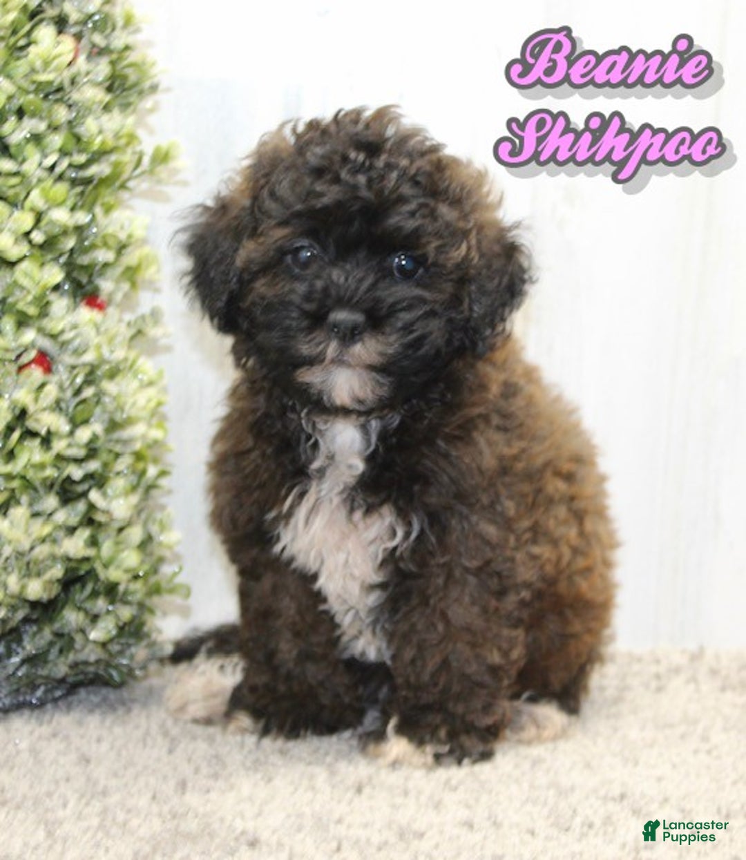 Shihpoo dogs for sale: Beanie - Ad 1