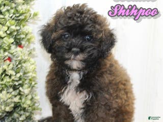 Shihpoo dogs Beanie - Ad 17