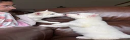 Siberian Husky dogs for sale: Sean - Ad 4