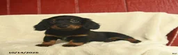 Dachshund dogs for sale: Lacey  - Ad 1