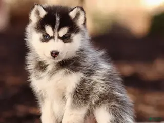 Pomsky dogs Eliana - Ad 1