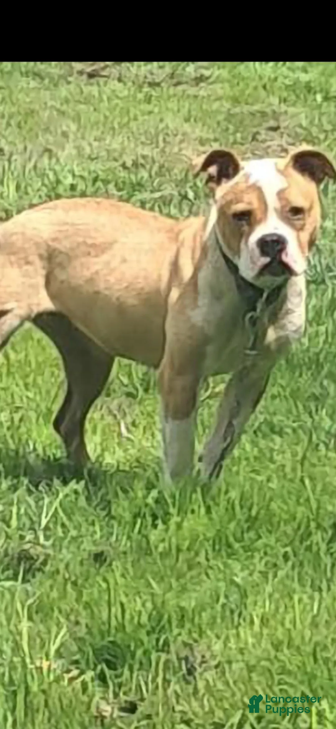 American Pit Bull Terrier dogs for sale: American Pit Bull Terrier 5 - Ad 2