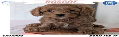 Roscoe