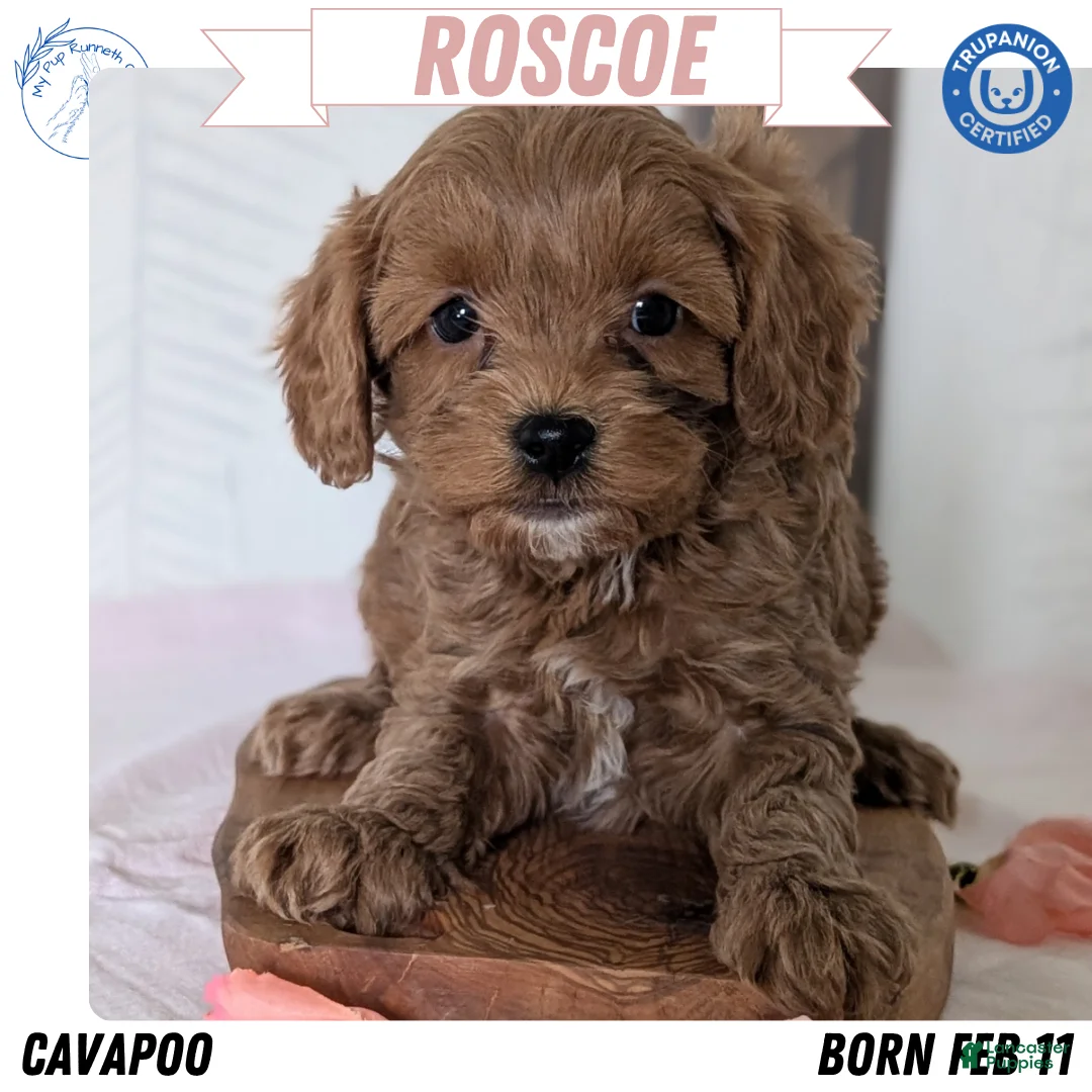 Cavapoo dogs for sale: Roscoe - Ad 1