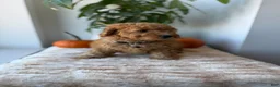 Mini Goldendoodle dogs for sale: Hermes - Ad 9