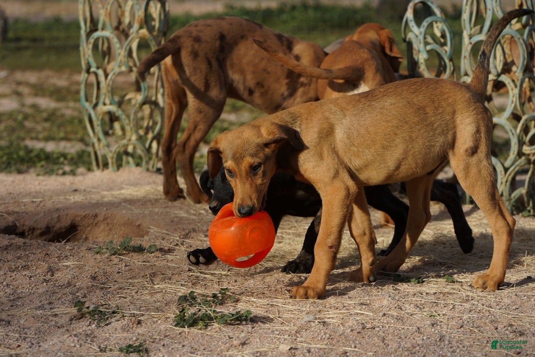 Mixed Breed dogs for sale: Fawnish Sable M RT - Ad 2