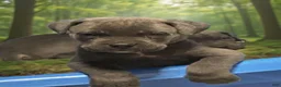 Cane Corso dogs for sale: Cane Corso 1 male  - Ad 3