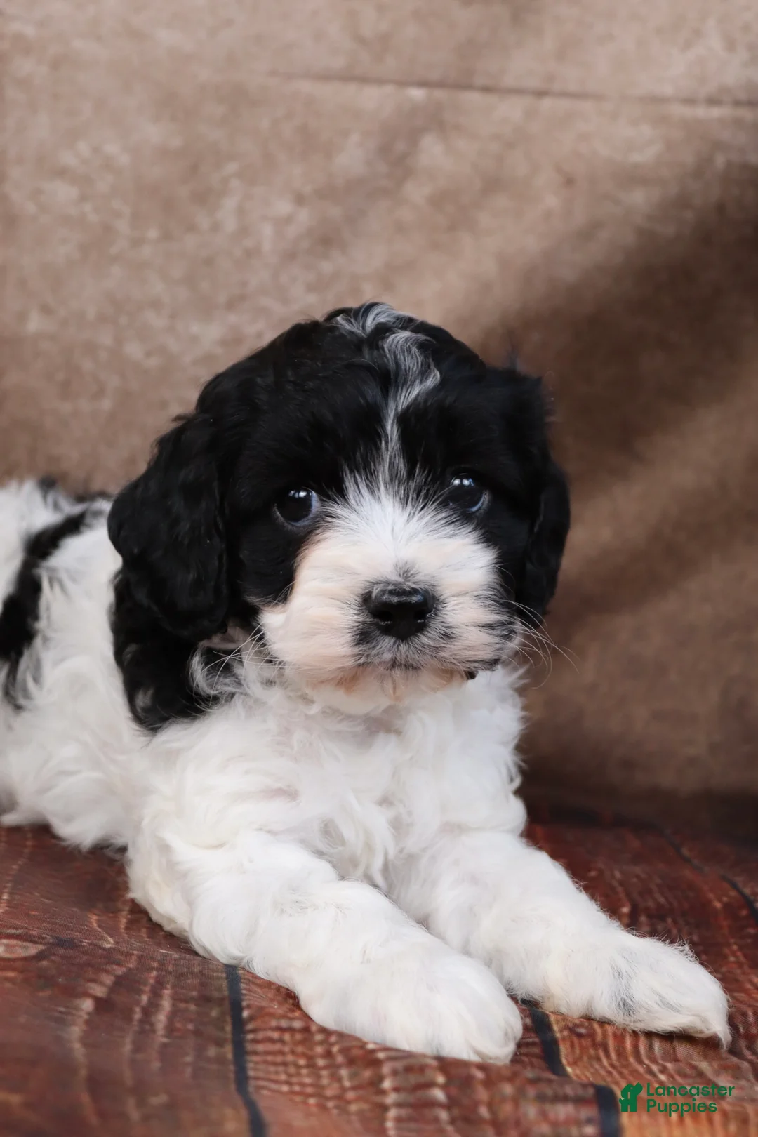 Cavapoo dogs for sale: Johnson - Ad 2