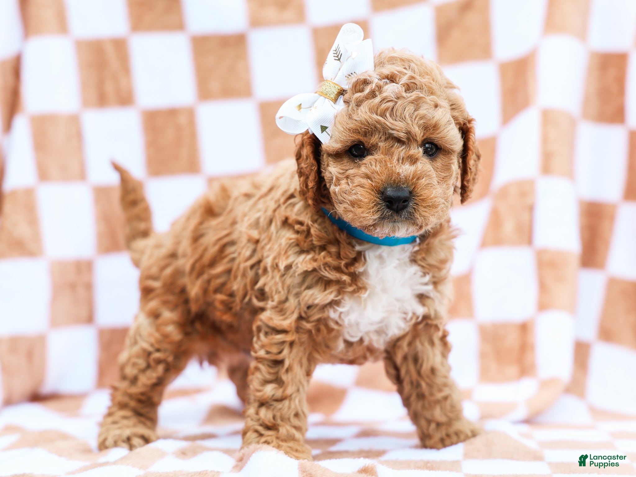 Cavapoo dogs Bennett - Ad 2