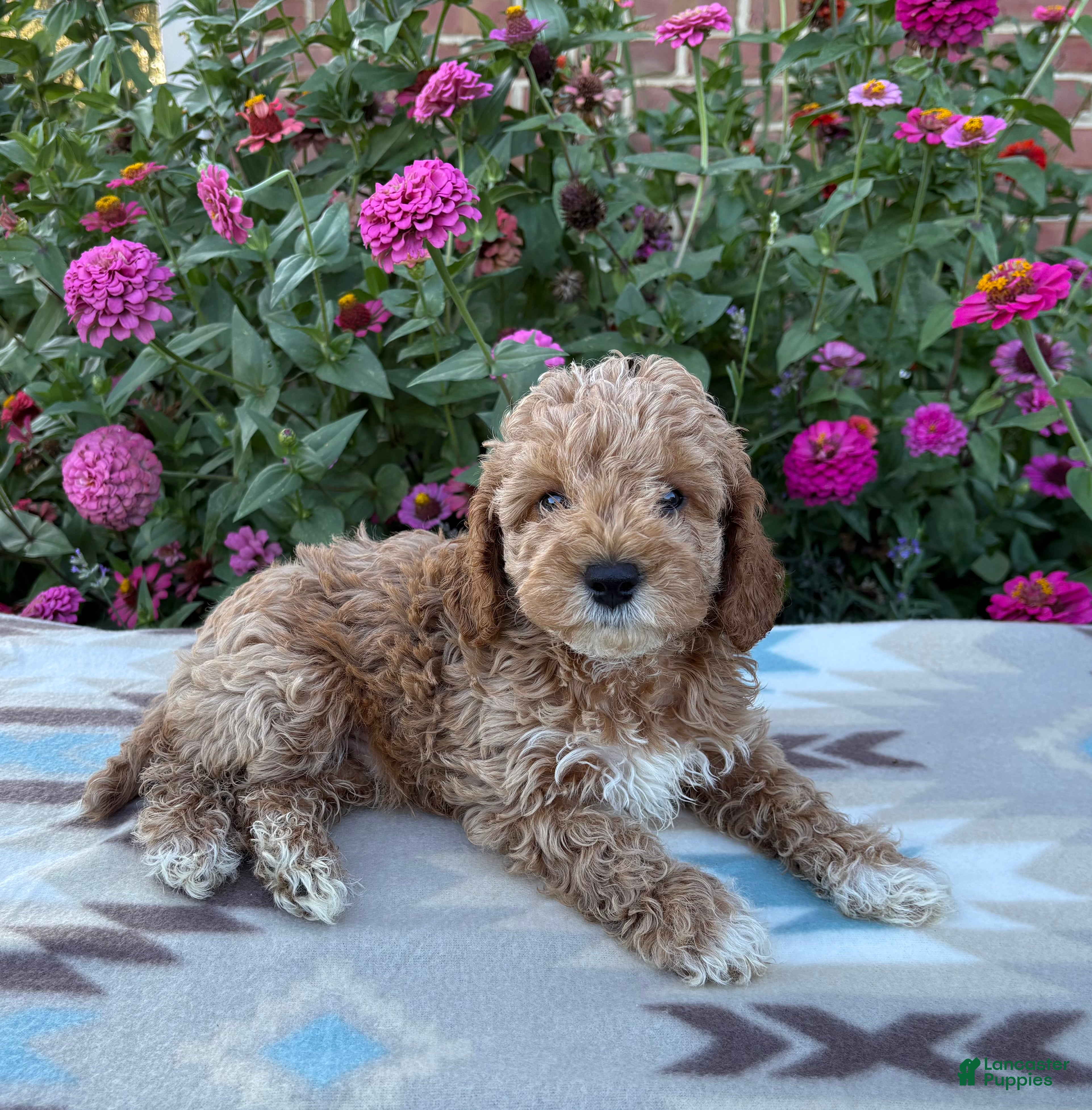 Cockapoo dogs Riley - Ad 2