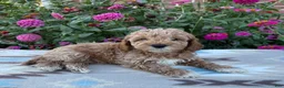 Cockapoo dogs for sale: Riley - Ad 2