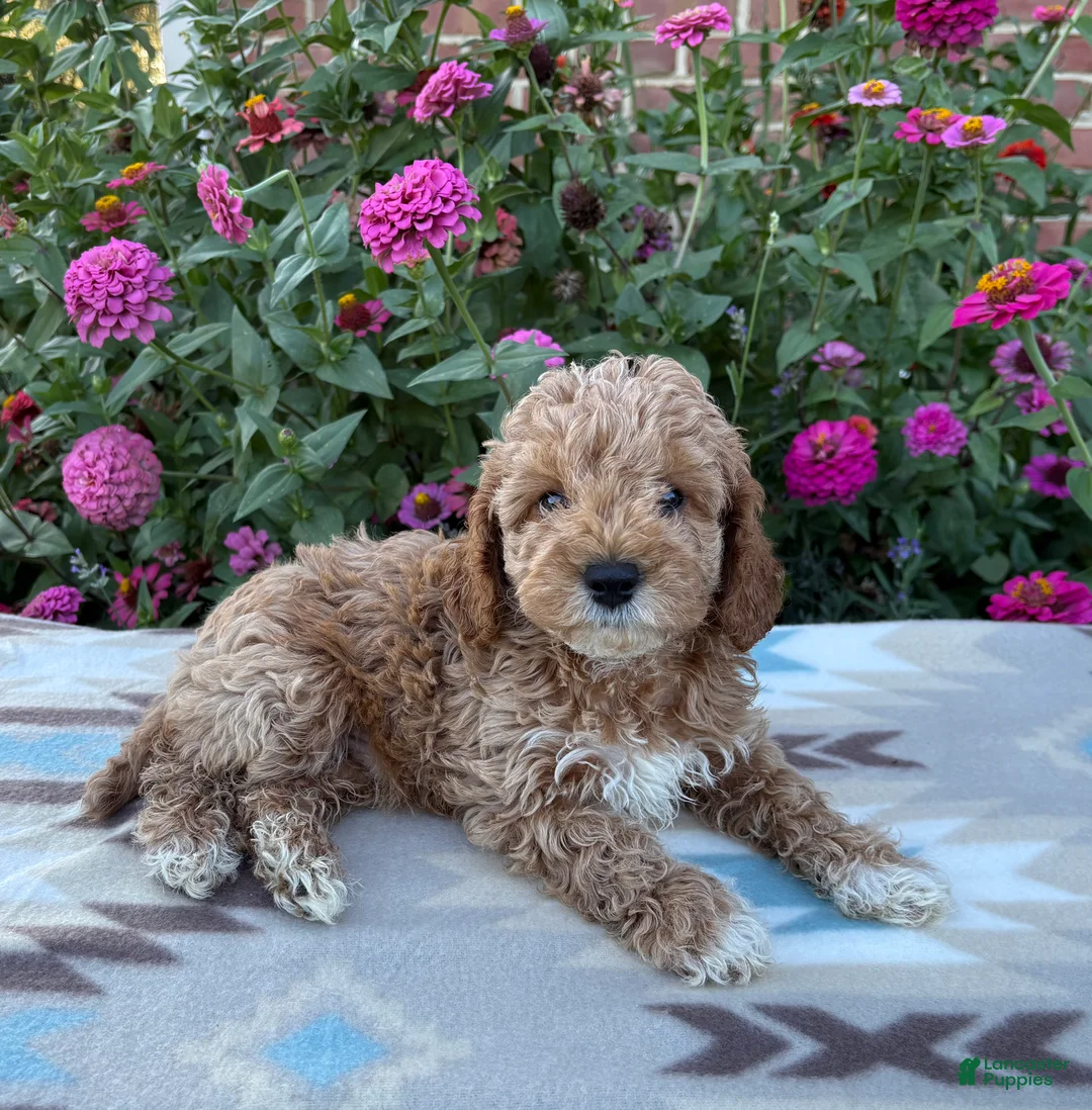 Cockapoo dogs for sale: Riley - Ad 2