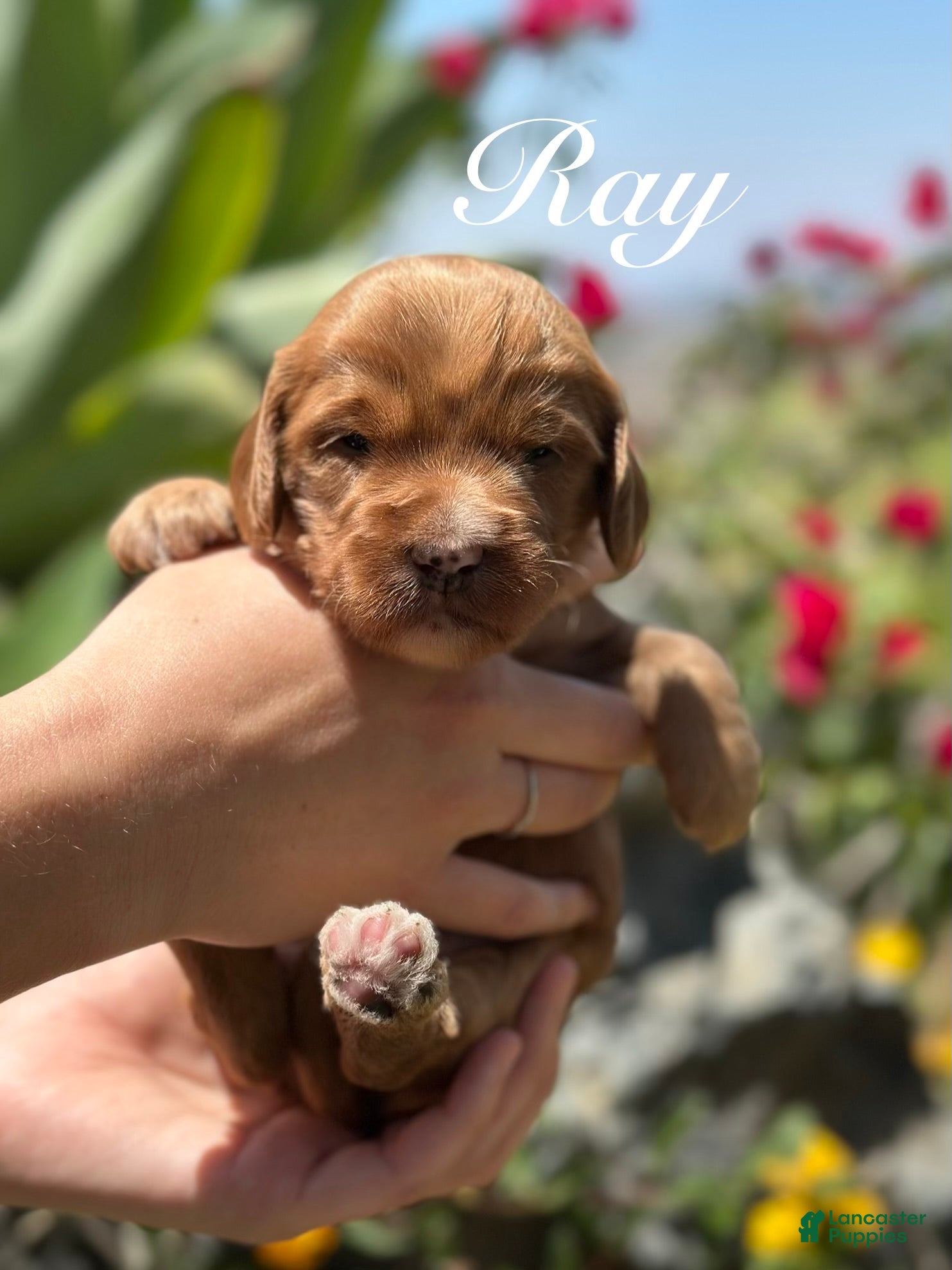 Australian Labradoodle dogs for sale: Ray - Ad 3