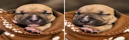 American Bully dogs for sale: Neo - Ad 5