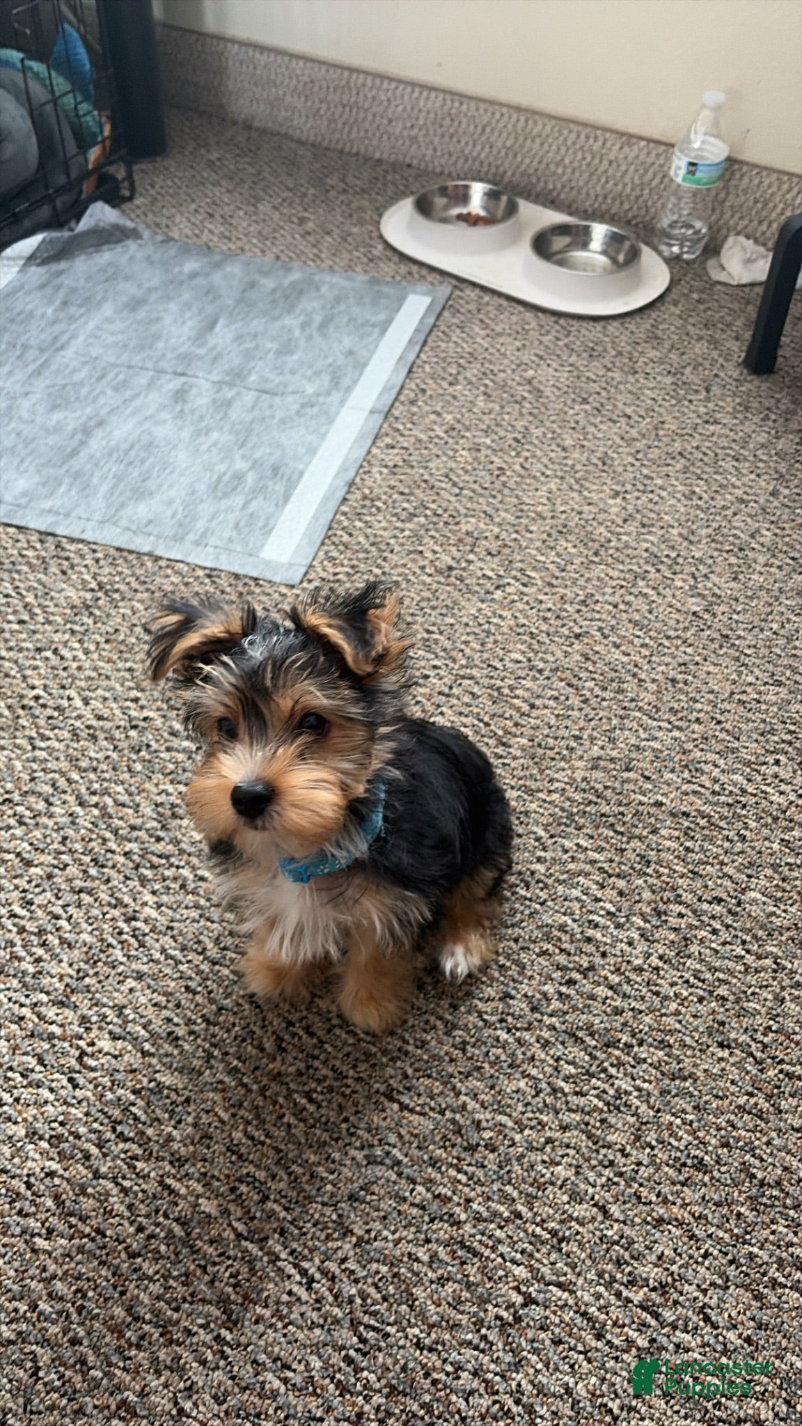 Yorkshire Terrier dogs Romeo - Ad 2