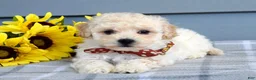 Bichpoo dogs for sale: Scotty - Ad 1