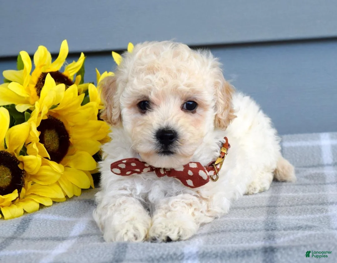 Bichpoo dogs for sale: Scotty - Ad 1