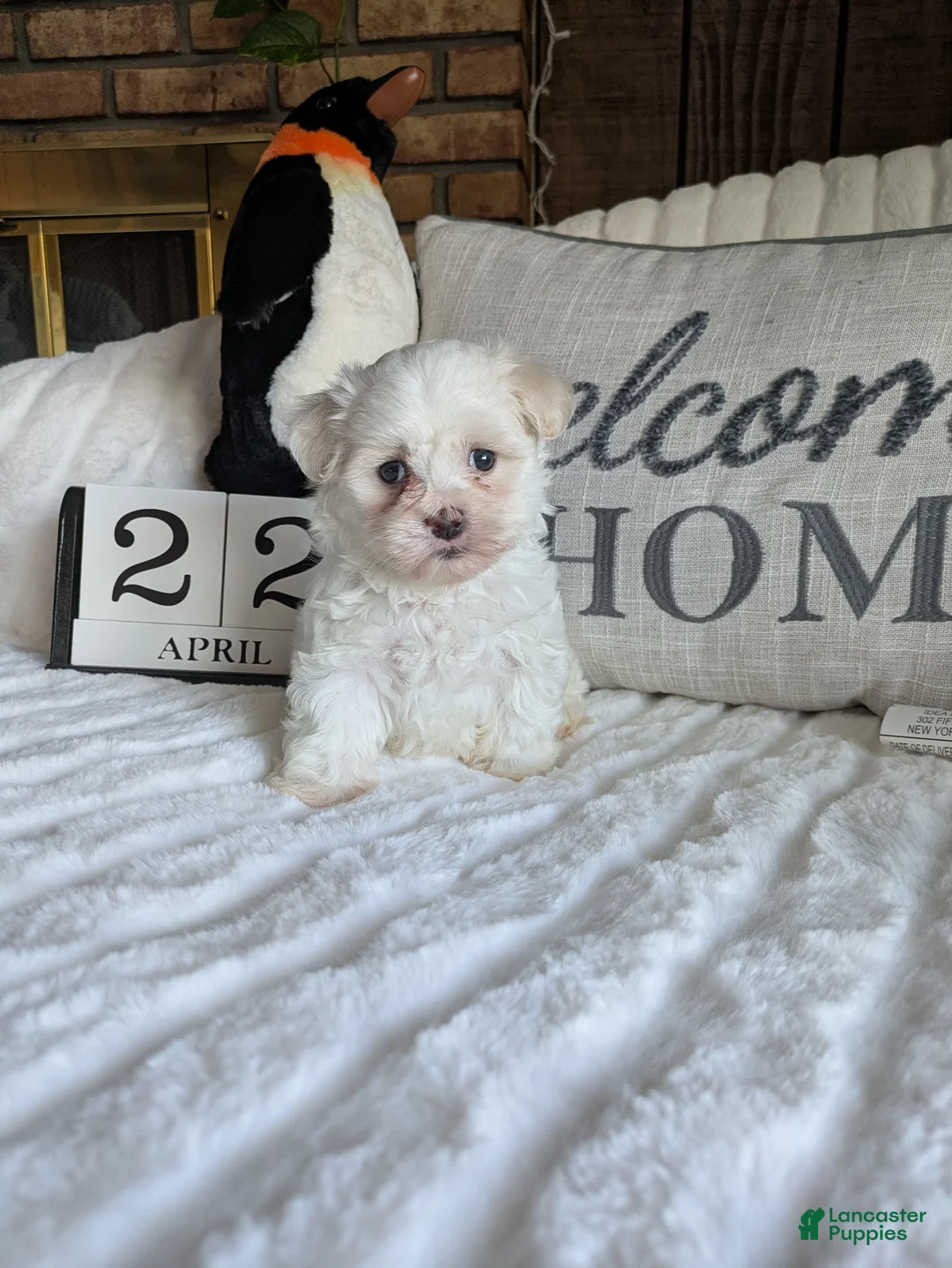 Maltese dogs for sale: Texas  - Ad 14