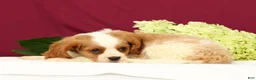 Cavalier King Charles Spaniel dogs for sale: Teddy - Ad 5