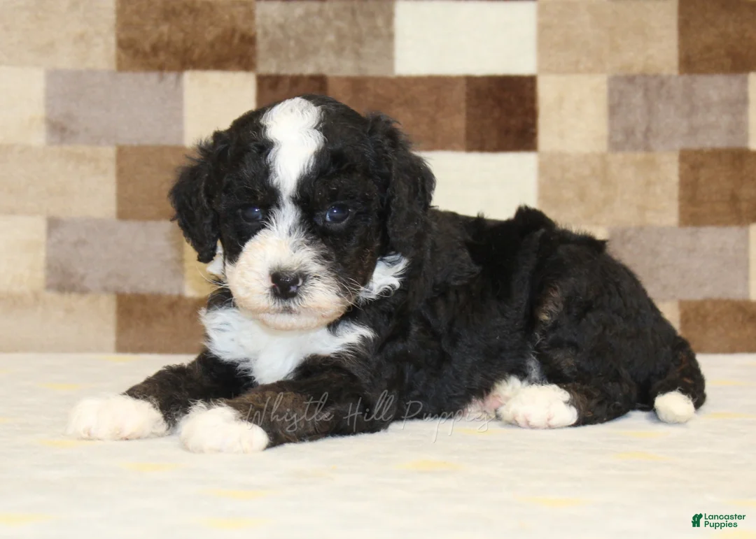Double Doodle dogs for sale: Jacob - Ad 2