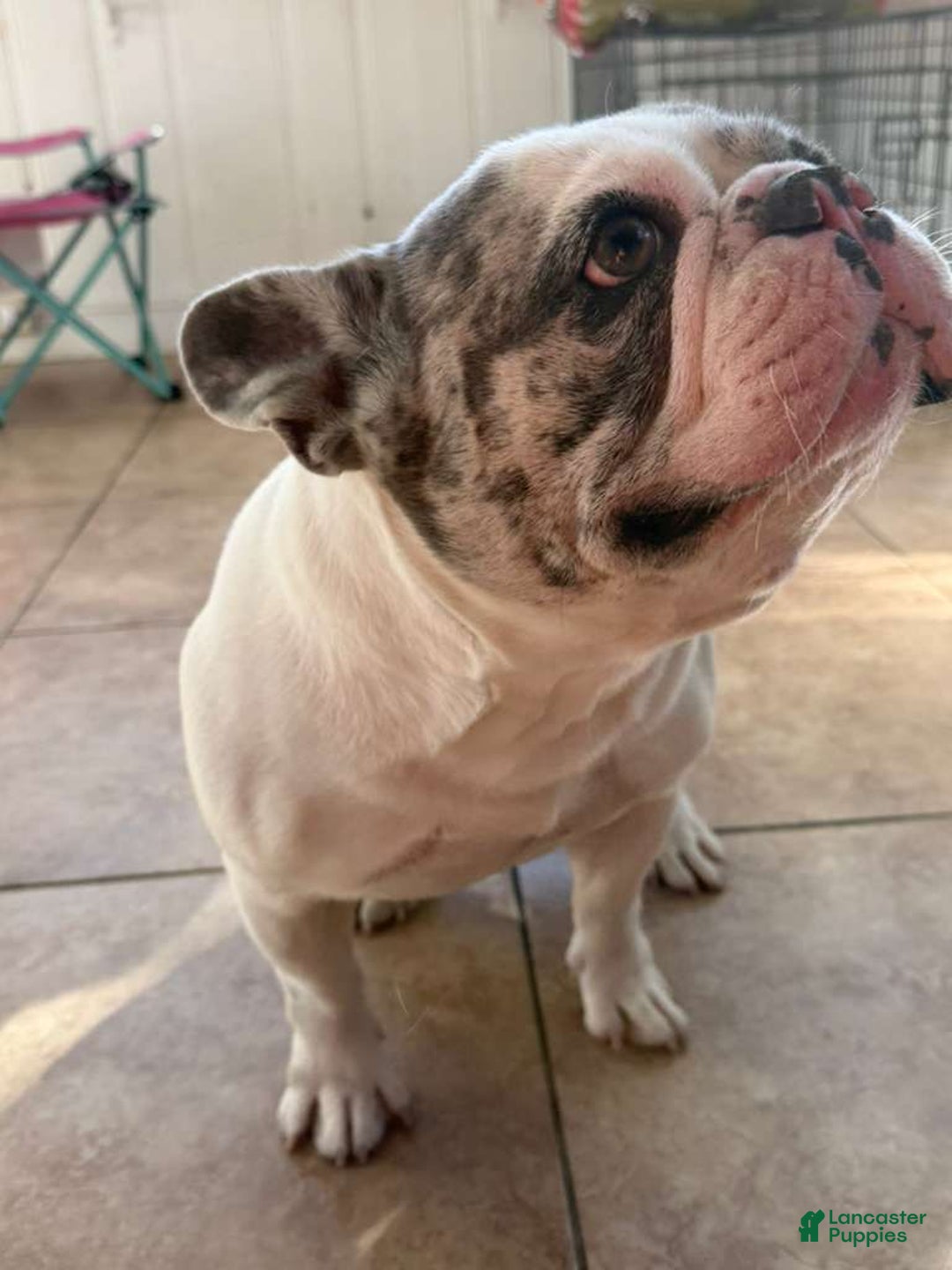 French Bulldog dogs for sale: Fluffy French Bulldog - Ad 3