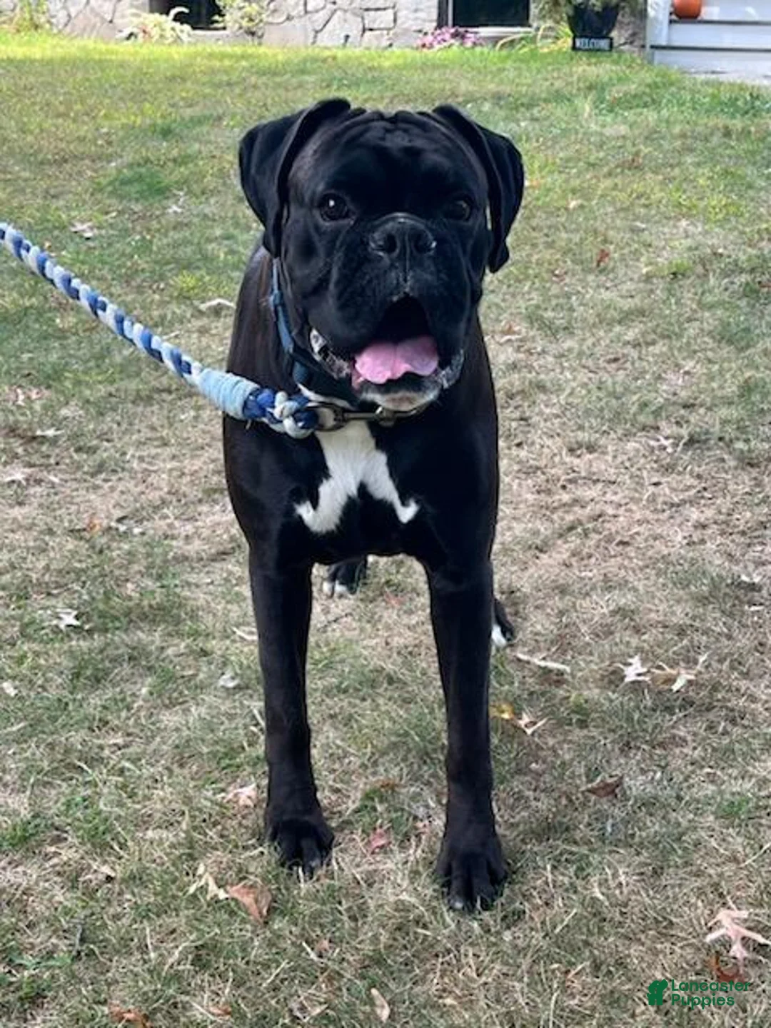 Boxer dogs for sale: Boy - Ad 5