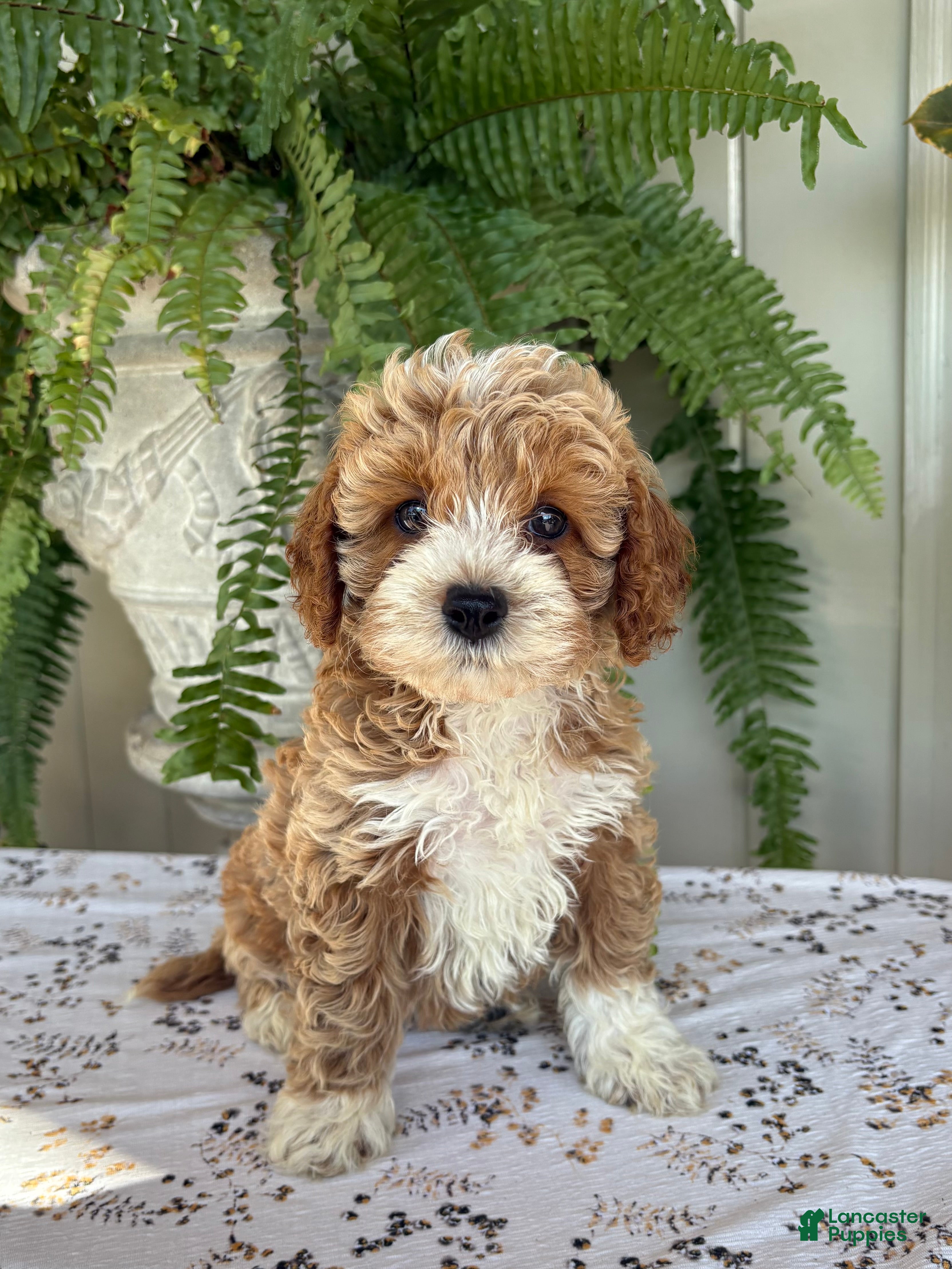 Cockapoo dogs Daisy  - Ad 1