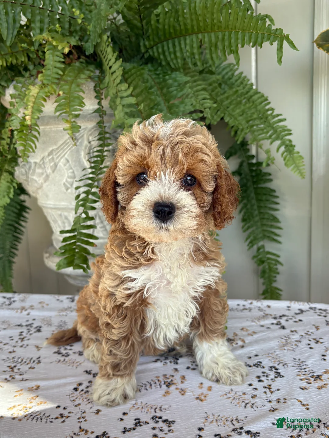 Cockapoo dogs for sale: Daisy  - Ad 1
