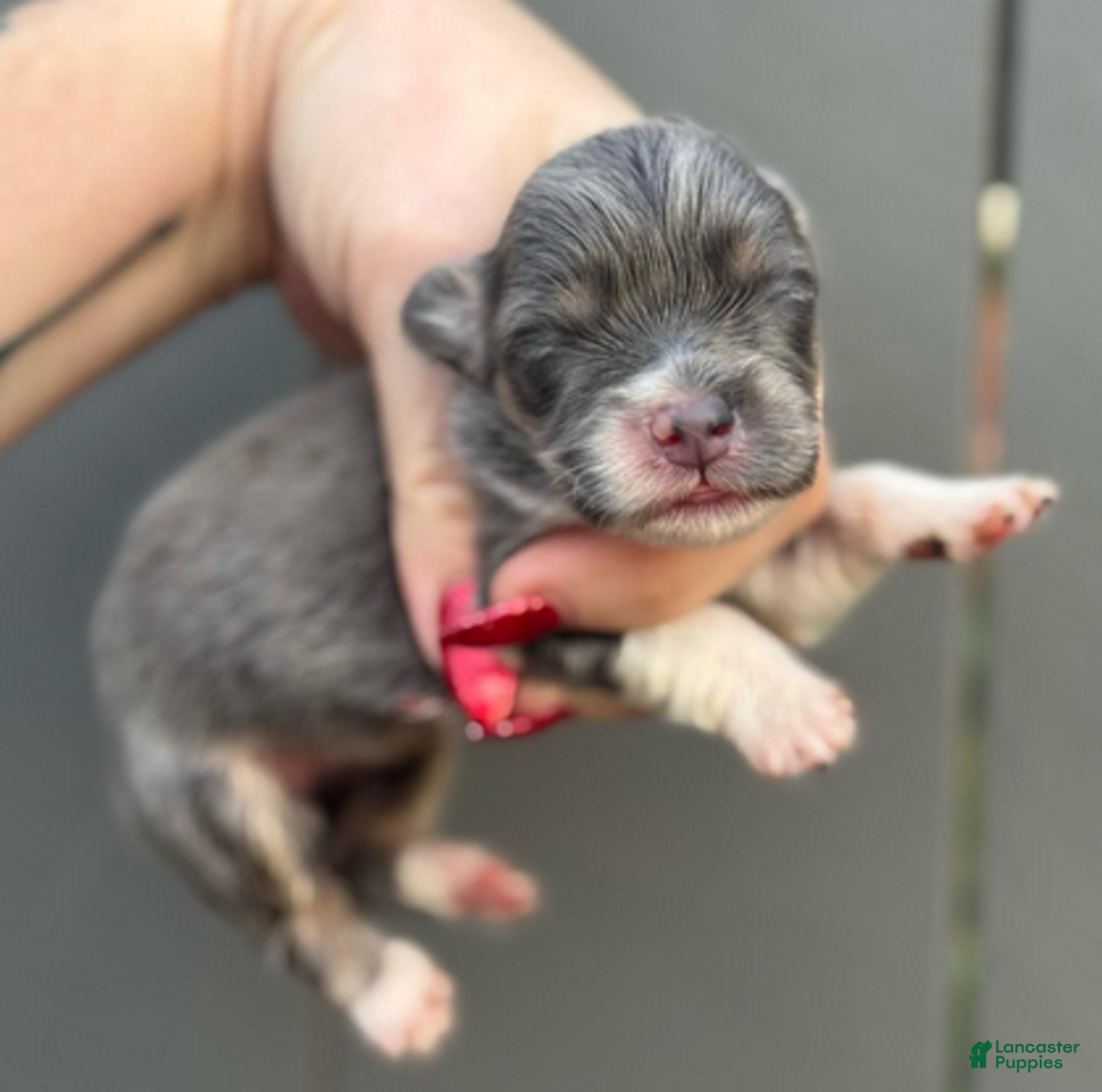 Welsh Corgi Pembroke dogs for sale: Dior (fluffy) - Ad 3