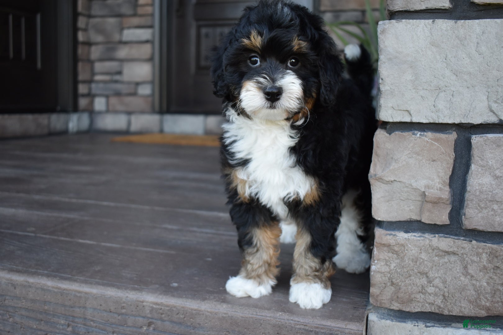 Mini Bernedoodle dogs Autumn - Ad 2