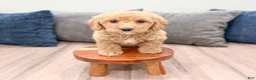 Miniature Labradoodle dogs for sale: Karly - Ad 2