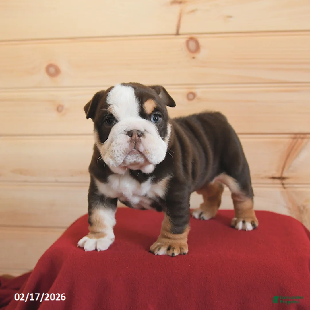 English Bulldog dogs for sale: Wiggles - Ad 3