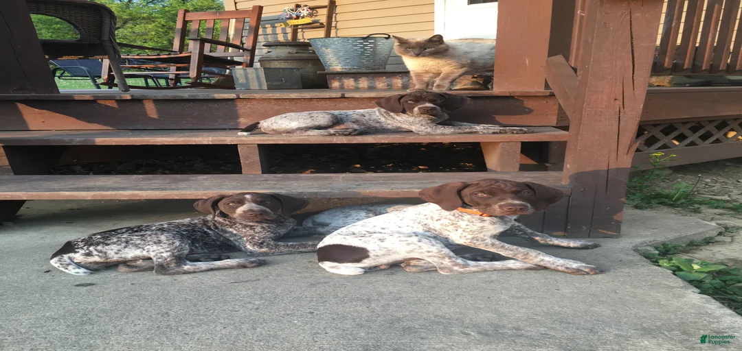 Gallery Image {{count}}