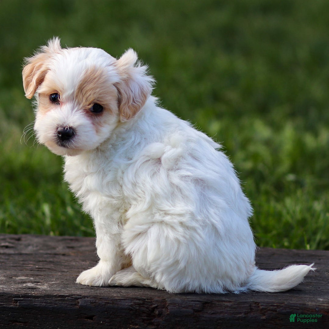 Maltipoo dogs for sale: Sabrina - Ad 4