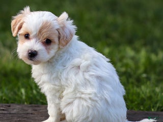 Maltipoo dogs - Ad 28