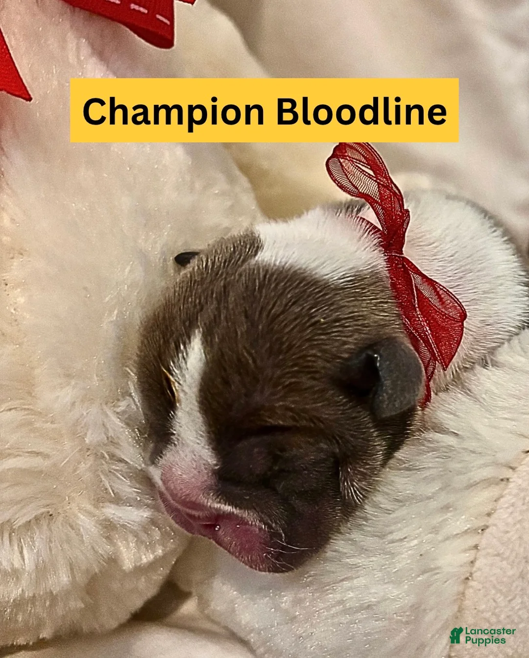 English Bulldog dogs for sale: Sapphire - Ad 2