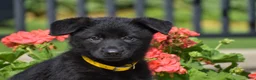 German Shepherd dogs for sale: Eden - Ad 2