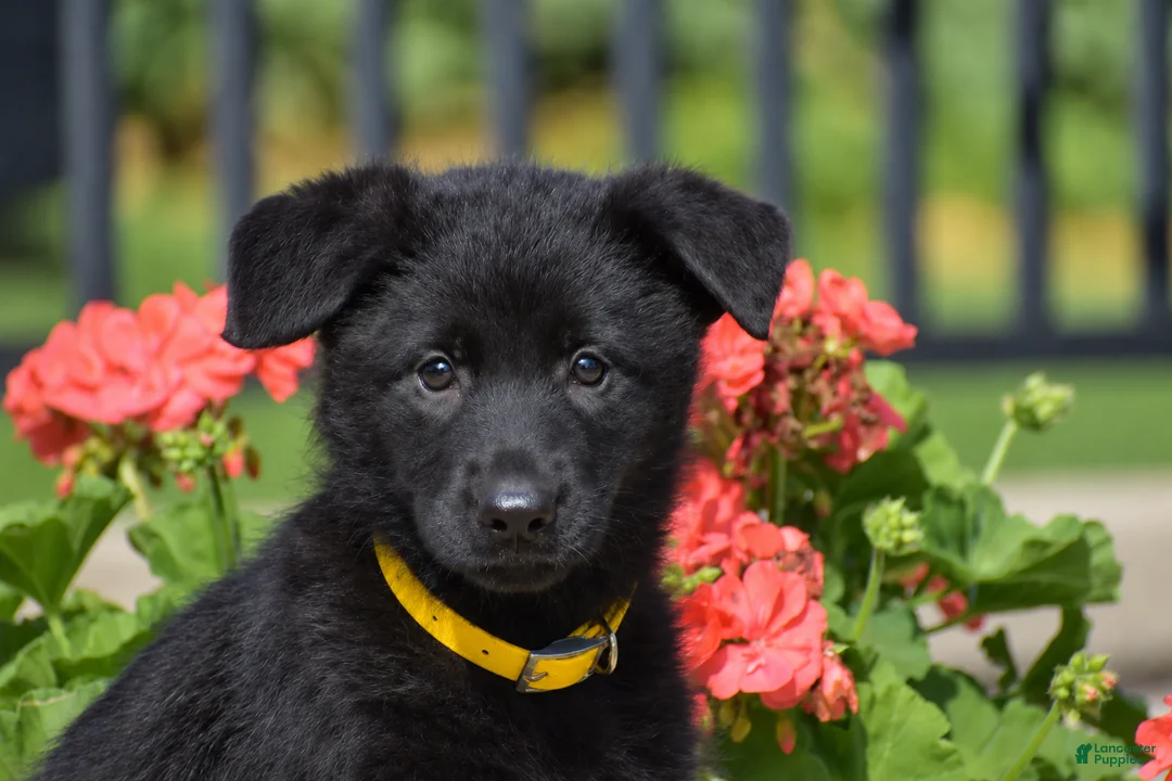 German Shepherd dogs for sale: Eden - Ad 2