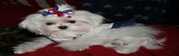 Maltese dogs for sale: Maci - Ad 7